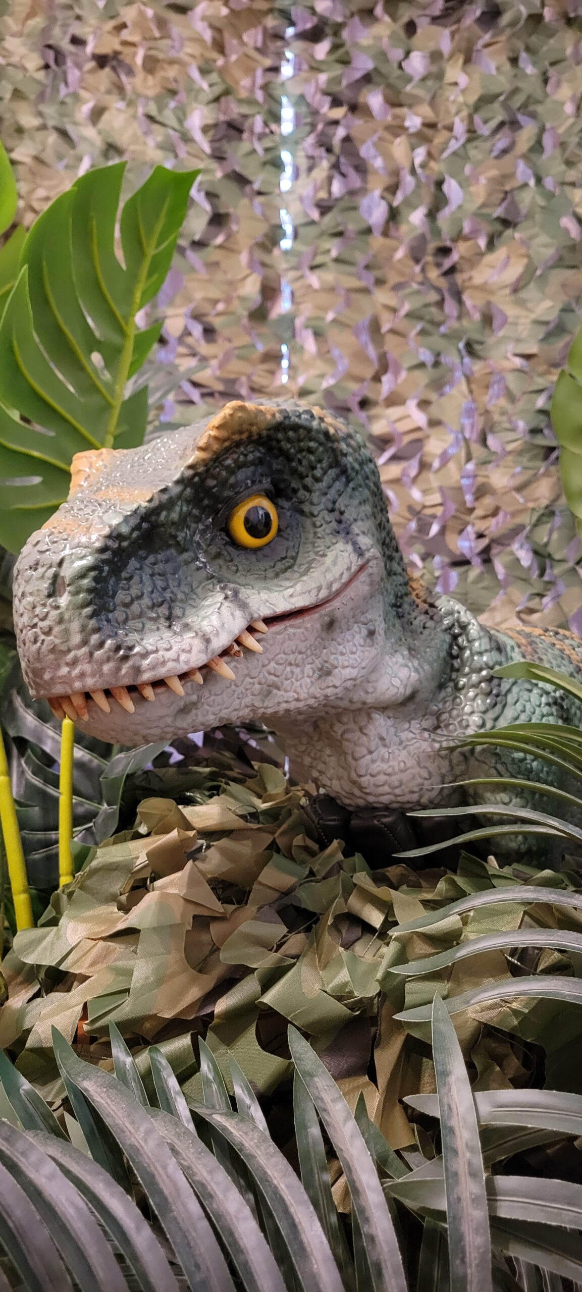Rocky the baby T.rex