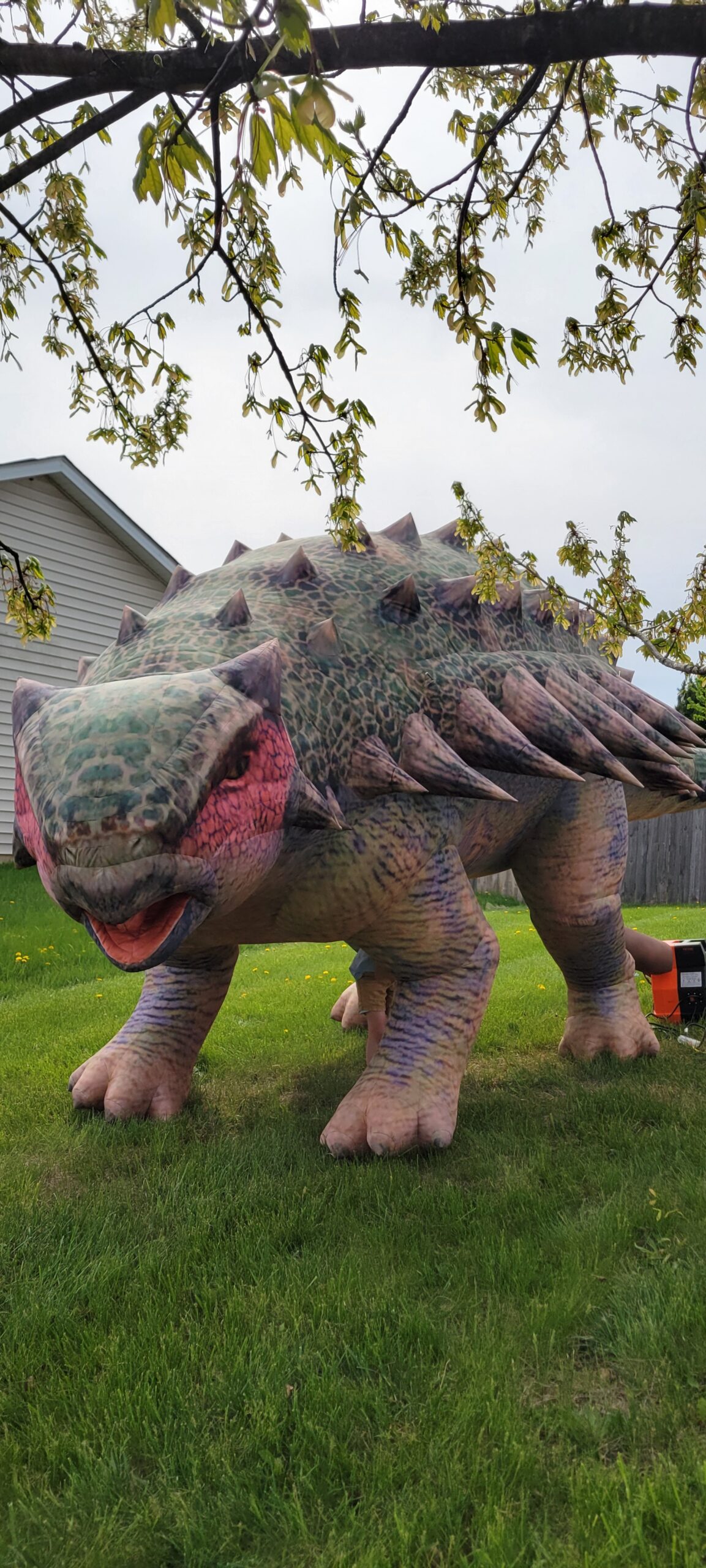 Ankylosaurus